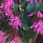 Chinese Fringe Flower - “China Pink” Loropetalum chinense