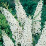 Buddleia – White Bouquet Buddleia davidii