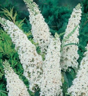 Buddleia – White Bouquet Buddleia davidii