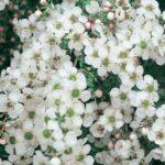 Tea Tree – Lemon Frost Leptospernum