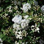 May Bush - White Spirea cantoniensis