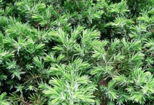 Japanese shore juniper (Juniperus Conferta)