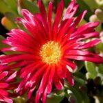 Dwarf pigface - Red (Mesembryanthemum)