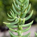 Chinese Pine (Crassula tetragona)